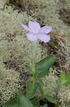 Fringeleaf wild petunia